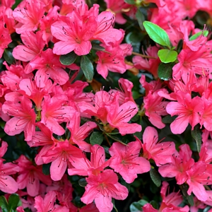 Rose Azalea